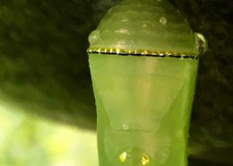 Monarch cocoon