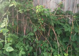 Raspberry die off