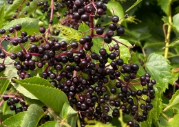Elderberries